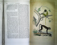 Charger l'image dans la galerie, Œuvres complètes de Buffon en 5 tomes, M.A. Richard, 1837 ?
