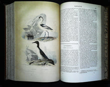 Charger l'image dans la galerie, Œuvres complètes de Buffon en 5 tomes, M.A. Richard, 1837 ?